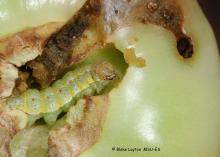 The tomato fruitworm is one of the most damaging insect pests of tomatoes. It ruins fruit by boring inside, usually near the stem. (Photo by MSU Extension Service/Blake Layton)