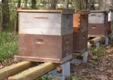 Several beehives were set up at the Mississippi Agriculture and Forestry Museum in Jackson, Mississippi, on March 16, 2016, for a hands-on, beginners beekeeping workshop planned for the weekend. The number of beekeepers in the state continues to rise. (Photo by MSU Extension Service/Susan Collins-Smith)