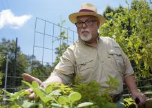 Hattiesburg pharmacist Jim Murray grows vegetables and herbs on a salad table. The raised plant beds are built and distributed by Master Gardener volunteers trained by the Mississippi State University Extension Service. (Photo by MSU Extension Service/Kevin Hudson)