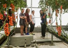 Mississippi State University plant and soil sciences associate professor Guihong Bi, right, shows tomatoes being grown at a Shandong Shouguang Vegetable Industry Group greenhouse to MSU Extension agents, from left, Emily Carter, Lanette Crocker and Lisa Stewart on June 20, 2016. (Photo by MSU Extension Service/Nathan Gregory)