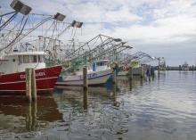 Shrimp boats at rest in the Biloxi Small Craft Harbor in Biloxi, Mississippi, Jan. 25, 2016. (Photo by MSU Extension Service/Kevin Hudson)