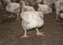 Chickens stand and move around when sprinklers gently spray water to cool them off. These immature birds were photographed Aug. 22, 2016, in a commercial poultry house at the MSU H.H. Leveck Animal Research Center in Starkville, Mississippi. (Photo by MSU Extension Service/Kat Lawrence)