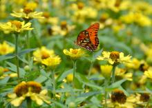 A butterfly visits flowers at the Mississippi State University South Mississippi Branch Experiment Station in Poplarville in this photo taken in June. Pollinators still need sources of nectar in late fall as they prepare to reproduce or migrate to their overwintering locations. (Photo by MSU Extension Service/Susan Collins-Smith)