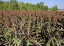 grain sorghum field