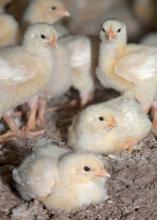 two chicks