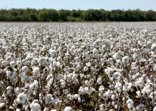 Mississippi cotton farmers are more than halfway through harvesting what is expected to be the fourth straight year the state has averaged more than 1,000 pounds of cotton per acre. This Coahoma County cotton was waiting for harvest Sept. 29, 2016. (Photo by MSU Extension Service/Kat Lawrence)