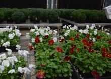 Fall chrysanthemums are right behind these blooming pansies, and both will be available at the Mississippi State University horticulture club’s annual fall plant sale. The sale will take place from 8 a.m. until 5:30 p.m. Oct. 6 and 7 at the Veterans Memorial Rose Garden, located at the Highway 182 entrance to the R.R. Foil Plant Science Research Facility. (Photo by MSU Extension Service/Linda Breazeale)