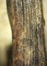 Mississippi State University researchers found a fungus in impatiens that is common in other plants in Mississippi, but it had never before been found in this popular ornamental plant. The fruiting structures of the fungus can be seen as black dots on this impatien’s stem. (Photo by MSU Extension Service/Clarissa Balbalian)