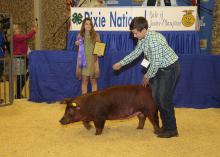 Twelve-year-old Carson Keene shows off his champion Duroc hog for bidders at the 2017 Dixie National Sale of Junior Champions Feb. 9, 2017, as his stepsister, Alexandra Pittman, looks on. (Photo courtesy of Jeff L. Homan)