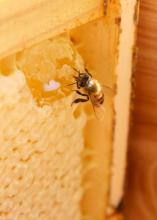 A worker bee sips from honey exposed by damage to the wax comb. Worker bees forage on flowers through the spring, summer and fall to gather and store the honey and pollen the colony needs to survive the winter months. (File photo by MSU Extension/Keri Collins Lewis)