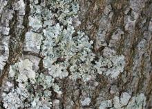 Lichens are found in several forms in the landscape, including wavy folds that resemble a crumpled sheet. (Photo by MSU Extension Service/Gary Bachman)