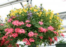 Potting mixes for containers, such as this hanging basket, need to drain well and be light and airy. (Photo by MSU Extension Service/Gary Bachman)