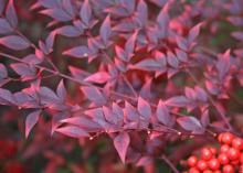 Nandinas are good-looking, hardy bushes with glossy, green leaves that shine in the winter with a fiery array of reds and burgundies. (Photo by MSU Extension Service/Gary Bachman)
