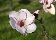 The huge flowers on saucer magnolias can reach up to 10 inches across and can be white, pink or bold purple, depending on the variety. (Photo by MSU Extension Service/Gary Bachman)