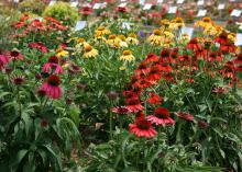Cheyenne Spirit is an outstanding coneflower that produces a delightful mix of flower colors ranging from rich purple, pink, red and orange to yellows, creams and white. (Photo by MSU Extension Service/Gary Bachman)