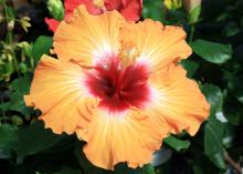 The blooms of the Cajun hibiscus series, such as this Light My Fire, usually last only one day, but they typically bloom from spring until frost. (Photo by MSU Extension Service/Gary Bachman)