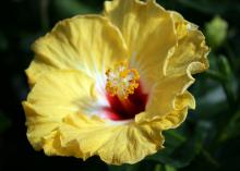 The Sunrise hibiscus is one in the Cajun series that has a bright-red eye. Its flowers are large and colorful. (Photo by MSU Extension Service/Gary Bachman)