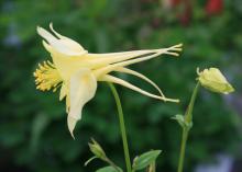 A notable feature of the columbine flower, such as this Aquilegia Swan yellow, is the spur attached to each of the five petals that resembles an eagle's claw. These create a counterbalance that allows the flowers to nod and bob with the slightest breeze. (Photo by MSU Extension Service/Gary Bachman)