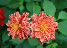 The Dahlietta series of dahlias has a small, compact growth habit and many unique colors, such as this bicolor selection. (Photo by MSU Extension Service/Gary Bachman)