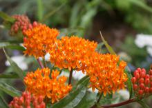 Butterfly weed, also commonly known as milkweed, is beautiful, low maintenance and deer resistant. (Photo by MSU Extension Service/Gary Bachman)