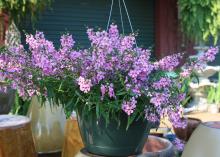 The Angel Mist variety of Angelonia, such as this Blush selection, is free-flowering, making it an exceptional choice for containers or hanging baskets. (Photo by MSU Extension Service/Gary Bachman)