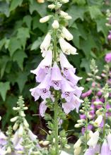 The tall floral spires of Camelot foxgloves are available in rose, lavender, creamy white and white. (Photo by MSU Extension Service/Gary Bachman)