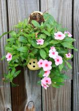 By turning old shoes into wall sconces and planting drought-tolerant vincas in them, gardeners can create fun and environmentally friendly "Croc Pots" in the landscape. (Photo by MSU Extension Service/Gary Bachman)