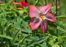 As a close relative of the hibiscus, okra has beautiful flowers. This Heirloom pink okra produces pretty flowers with five petals and a white center. (Photo by MSU Extension Service/Gary Bachman)