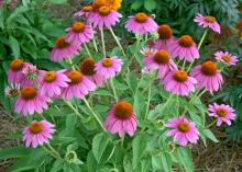 To deadhead plants with single flowers, such as this Echinacea Pow Wow Wild Berry, just remove the flower stalk. You can also increase bloom size by removing side flower buds from lateral growth. (Photo by MSU Extension Service/Gary Bachman)