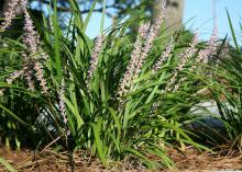 Although winters this far north are dramatically different than Mississippi winters, some of the same summer perennials thrive in both places. (Photo by MSU Extension Service/Gary Bachman)