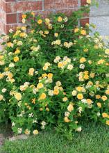 Butter Cream lantanas are vigorous and low growing with a dense, trailing habit that makes an excellent groundcover. (Photo by MSU Extension Service/Gary Bachman)
