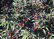Ornamental peppers such as this Black Olive perform very well in the Mississippi dog days of summer. Dark, purplish-black fruit clusters mature to bright red and nicely contrast with the dark foliage. (Photo by MSU Extension Service/Gary Bachman)