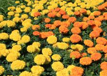 Fall is an ideal time to plant marigolds. Varieties such as these Antiqua Orange and Yellow marigolds will bloom from now until first frost. (Photo by MSU Extension Service/Gary Bachman)