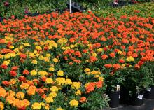 The rich colors of Janie Deep Orange and other marigolds make them ideal companion plants for fall mixed containers and landscape beds. (Photo by MSU Extension Service/Gary Bachman)