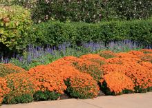 Mums come in colors to fit almost every color scheme. They bloom profusely, making an immediate impact on the landscape. (Photo by MSU Extension Service/Gary Bachman)