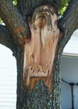 Do not let tree pruning leave a jagged edge that can hold water and provide a home for disease organisms to flourish. Trim the damaged area to create an even surface for better healing. (Photo by MSU Extension Service/Gary Bachman)