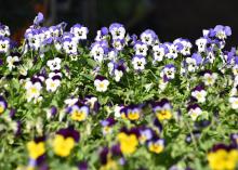 Violas come in a wide variety of colors and produce flowers in prolific numbers. (Photo by MSU Extension Service/Gary Bachman)