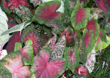 With a range of color from solid reds, greens and whites to extravagant combinations of spots, blotches and stripes, caladiums are great potted, indoor plants for the holidays. (Photo by MSU Extension/Gary Bachman)