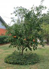 Satsuma oranges are easy to grow in the landscape or in containers. They produce well in Mississippi’s climate. (Photo by MSU Extension/Gary Bachman)