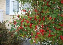 Savannah holly is a superb and versatile evergreen to grow in Mississippi gardens and landscapes. It works well as a screen or a landscape specimen. (Photo by MSU Extension/Gary Bachman)