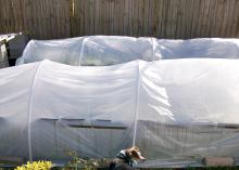 Use plastic pipe and plastic sheeting to make easy, small greenhouse structures to provide winter cold protection. (Photo by MSU Extension Service/Gary Bachman)