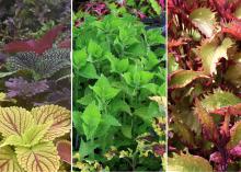 Sun coleuses (left) thrive in the Deep South but require constant moisture during summer months. —- A 2010 Mississippi Medallion winner, the Electric Lime coleus (middle) is durable and pairs well with spring and fall foliage. —- Henna coleus (right) has chartreuse and copper colors on the tops of its leaves and shades of burgundy underneath. (Photos by Gary Bachman/MSU Extension)