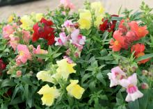 SNAPSHOT -- The Snapshot series includes small snapdragons that spread out in the landscape and produce plenty of soft, pastel flowers. (Photo by MSU Extension/Gary Bachman)