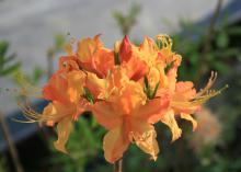 The Florida flame azalea is another very common Mississippi native that blooms beautifully in early spring. (Photo by MSU Extension/Gary Bachman)