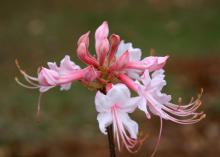 Native azaleas, such as this piedmont or honeysuckle azalea, are among the first plants to bloom in the spring. (Photo by MSU Extension/Gary Bachman)