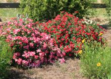 Drift roses, such as these pink and red selections, are lower-growing landscape roses that work great in small spaces, borders and even containers. (Photo by MSU Extension/Gary Bachman)