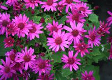Use Senetti pericallis such as this magenta selection like mums in the fall. They look great as a single container plant or even better in a combination container. (Photo by MSU Extension/Gary Bachman)