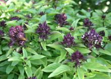 Siam Queen is a Thai basil with purple flowers and a licorice aroma and flavor (Photo by Gary Bachman/MSU Extension Service)
