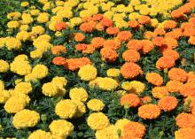 American marigolds are often called African marigolds. The Antigua series is popular, such as this orange-and-yellow variety. (Photo by MSU Extension/Gary Bachman)