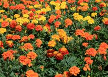 French marigolds are smaller and have more variety than American marigolds. These vivid colors and prolific flowers make it obvious why Janie is a popular variety. (Photo by MSU Extension/Gary Bachman)